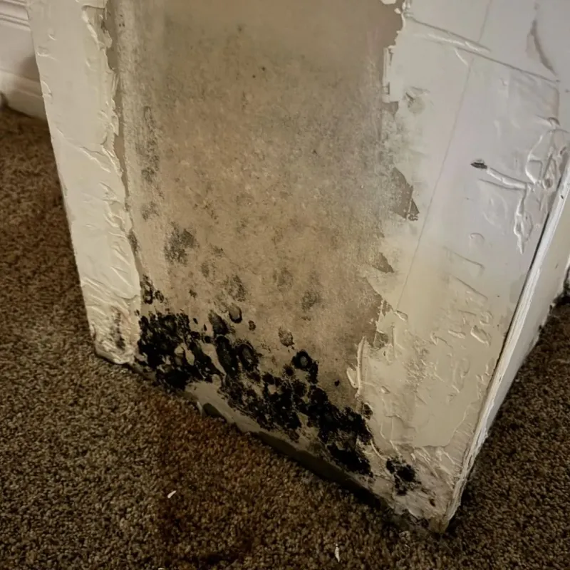 Professional Mold Removal in Webster County, WV